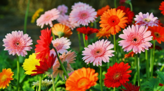 6 cây cảnh nghe qua đã thấy “mùi tiền”, trồng trong nhà vừa sang vừa mang đến vinh hoa phú quý cho gia chủ