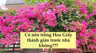 Có nên trồng cả giàn hoa giấy trước cửa nhà không?