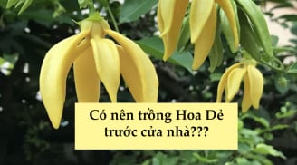 Có nên trồng cây hoa dẻ trước cửa nhà hay không?