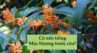 Có nên trồng cây mộc hương trước cửa nhà không?
