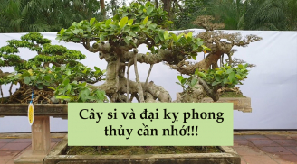 Có nên trồng cây si trước cửa nhà không?