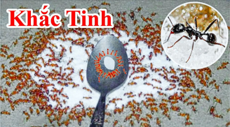 6 cách đuổi sạch kiến ra khỏi lọ đường cực nhanh, vài phút là đàn kiến 'một đi không trở lại'
