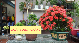 Có nên trồng cây bông trang trước cửa nhà không?