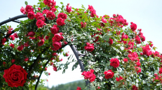 Trồng hoa hồng có lá mà không có hoa: Làm cách này hoa tuôn như suối, bông to gấp nhiều lần, đẹp rực rỡ