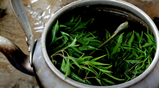 Cách nấu nước lá đinh lăng trị nhiều bệnh, tốt cho sức khỏe