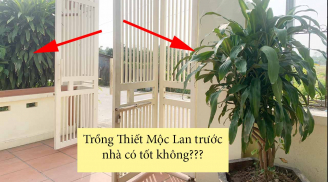 Trồng cây Thiết Mộc Lan trước nhà có tốt không?