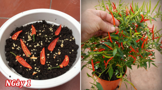 Cách trồng ớt trong chậu từ hạt cho quả sai chi chít, làm cây cảnh cũng đẹp