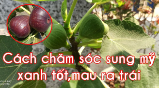 Cách trồng cây Sung Mỹ trong chậu cho quả sai chi chít, cả nhà ăn quanh năm