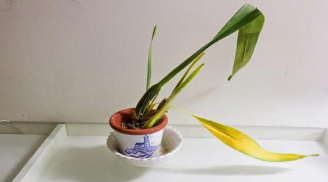 3 loại phong thủy tốt nhất trên đời, người biết cách phát huy thì cả đời sẽ không bao giờ nghèo