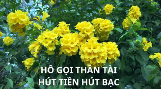 Trồng cây này như có chuông vàng hô gọi Thần Tài tới, hút tiền bạc về, cửa nhà lại rực rỡ quanh năm