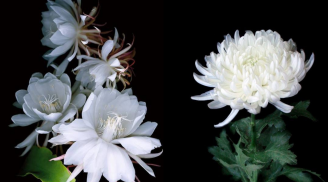 4 loại hoa mỹ miều nhưng “hao tài tốn bạc”, đẹp đến mấy cũng chẳng ai dám rước vào nhà