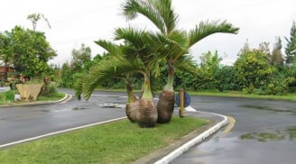 Trồng cây này trước nhà như đặt lục bình thu hút tài lộc và xua đuổi tà khí vừa giàu vừa sang