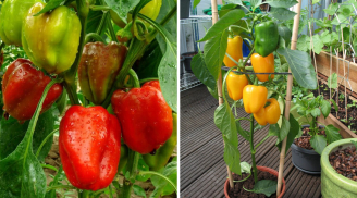 Cách trồng ớt chuông trong chậu sai quả