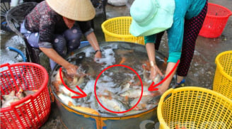 8 loại cá 'đại bổ' ngang nhân sâm, tổ yến: Vừa ngon, vừa rẻ bán đầy ngoài chợ
