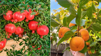 Các cụ dạy: Trước nhà trồng 5 cây ăn quả này, có quả ăn, lộc đến ào ào như nước