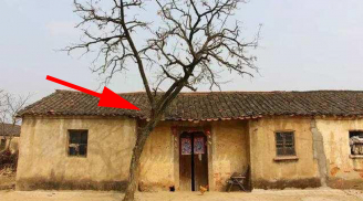 Tổ Tiên nói cấm sai: '5 cây vào nhà ai nhà ấy nghèo, tài lộc ngày càng khánh kiệt', đó là cây gì?