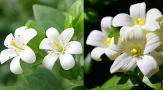 Người thuộc tuổi này nhớ cẩn trọng khi trồng cây nguyệt quế kẻo hao tài mất lộc? Trồng nguyệt quế thế nào cho đúng?