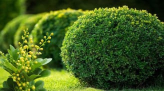 Trồng cây hoa ngâu trước nhà có được không? Hoa ngâu có ý nghĩa gì về phong thủy?