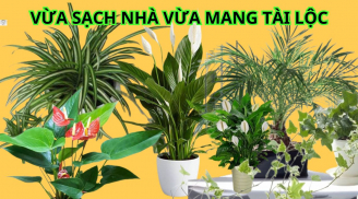 Gợi ý những cây hút bụi mịn cực tốt, sống được trong nhà thiếu sáng, vừa giúp bạn thư giãn còn hút tài lộc