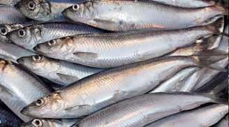 Đi chợ thấy 7 loại cá này nhanh tay mua ngay: Bổ ngang nhân sâm, tổ yến, giá rẻ lại không tăng trọng