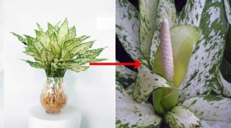 Cây ngọc ngân ra hoa là đời bạn sang trang, giàu ú ụ, hãy chăm sóc cách này để cây sớm ra hoa nhé