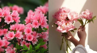 Điểm danh 3 loại hoa “đậm mùi phú quý', trồng cả chục năm mà vẫn đẹp mỹ miều, càng trồng lâu càng có giá