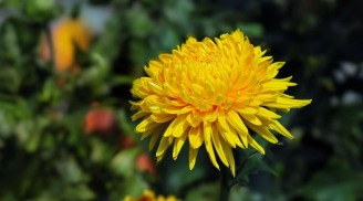 Có nên trồng hoa cúc trước nhà? Hoa cúc mang điềm may hay rủi trong phong thủy?