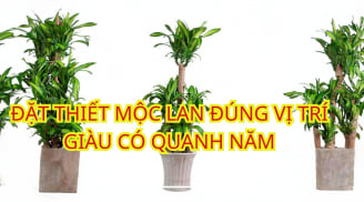 Thầy phong thủy mách những người này trồng thiết mộc lan đúng vị trí thì tiền vào như nước, thăng tiến vù vù