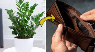 2 mệnh này đại kỵ với cây kim tiền: Dù chỉ trồng 1 cây cũng tai ương, tiêu tài tán lộc