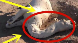 Dân du mục tiết lộ: Đừng dại gì mà chạm vào lạc đà chết ở sa mạc, vì sao?