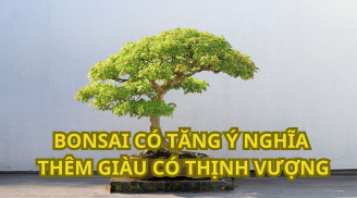 Trồng cây phong thủy muốn thu hút tài lộc giàu có thì nên trồng dạng bonsai hay trồng dạng chậu cảnh bình thường?