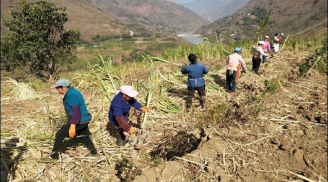 Ở nông thôn có 4 thứ đại độc: ''Hành lá nương nương, tỏi một tép, đàn bà ngẩng đầu và đàn ông cúi đầu''