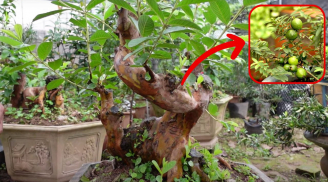 Có nên trồng cây ổi trước cổng nhà hay không?