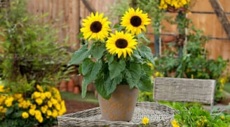 Có nên trồng chậu hoa hướng dương trong nhà?