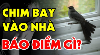 Chim bay vào nhà điềm gì: Hung hay cát?