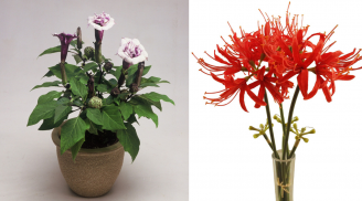 Người xưa dặn: 3 loại hoa “gọi ma rủ quỷ”, trồng trong nhà dễ gặp vận xui, đẹp đến mấy cũng nên nhổ bỏ