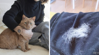 Mẹo làm sạch lông chó mèo trên quần áo nhanh nhất, không cần giặt giũ