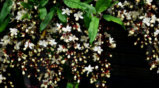 Có nên trồng chậu hoa dạ ngọc minh châu trong nhà? Loài hoa có mang lại giàu sang tài lộc như tên gọi?