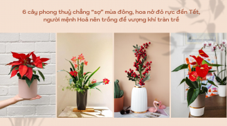 6 cây phong thuỷ chẳng “sợ” mùa đông, hoa nở đỏ rực đến Tết, người mệnh Hoả nên trồng để vượng khí tràn trề