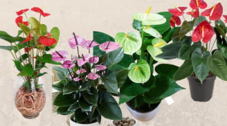 Trồng chậu hoa hồng môn vị trí nào trong nhà để thu hút tài lộc, giàu sang? Nên chọn hoa hồng môn màu gì?