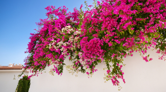 Gia chủ thuộc 2 tuổi này trồng hoa giấy là 'bắt được vàng', lộc vào như nước