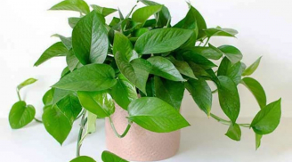 2 loại cây dễ trồng trong nhà nhất giúp lọc không khí là làm tinh thần thư giãn