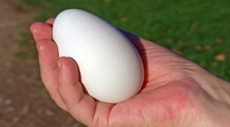 Trứng ngỗng bổ hơn trứng gà mà sao ít người ăn? Có phải vì không ngon bằng thịt ngỗng hay không?
