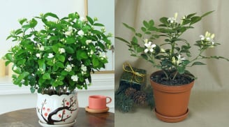 4 cây cảnh được ví như “nước hoa tự nhiên”, trồng một chậu để nhà cửa lúc nào cũng thơm mát, dễ chịu