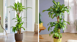 Cây thiết mộc lan có ý nghĩa gì? Tuổi nào trồng thiết mộc lan là tốt nhất?