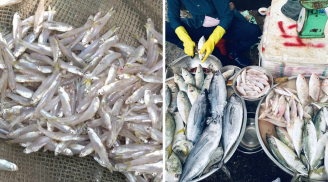 4 loại cá biển tự nhiên ngon nhất, giàu dinh dưỡng: Đi chợ thấy nên mua ngay