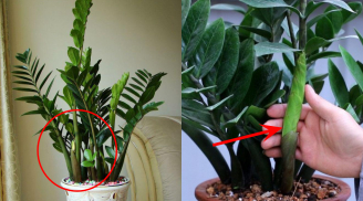 4 tuyệt chiêu giúp cây Kim tiền đâm chồi nảy lộc đúng dịp Tết, gọi tài lộc về nhà