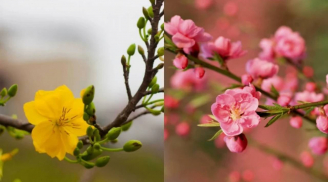 9 loài hoa được chưng Tết nhiều nhất: Không chỉ rực rỡ mà còn hút may mắn, tài lộc cả năm