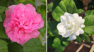 6 loại hoa đẹp nhưng không dùng để chơi Tết, tránh mua về kẻo rước xui xẻo