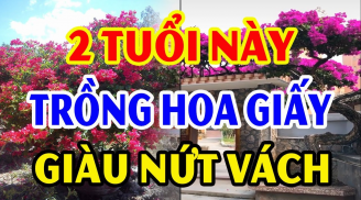 Người tuổi nào rất hợp trồng cây hoa giấy?